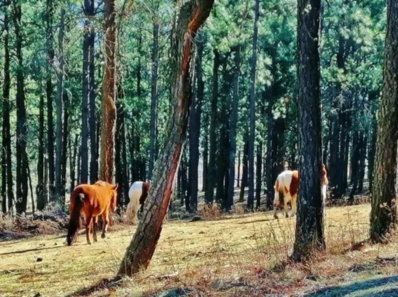 Venta Lote Pinar de los Ciervos