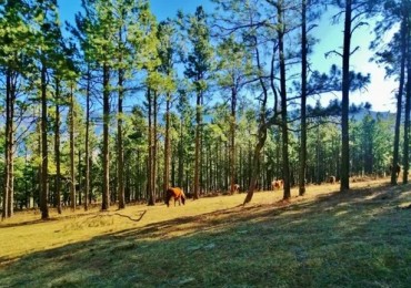 Venta Lote Pinar de los Ciervos